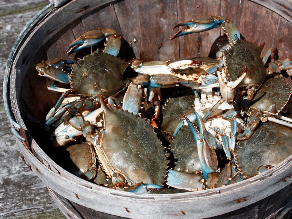 Crabs In A Bucket