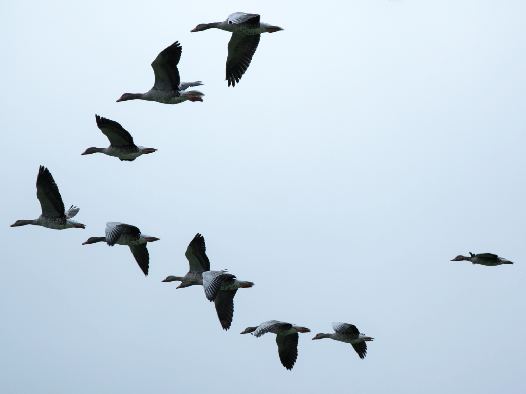 Let’s Be Geese