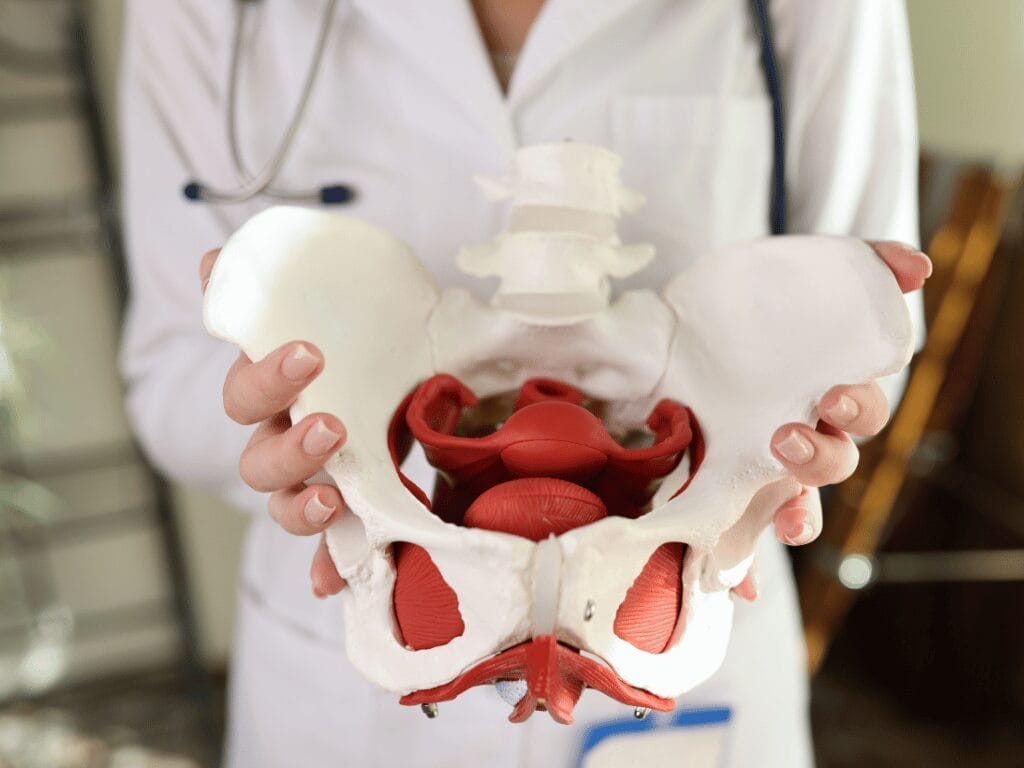 Pelvic Floor
