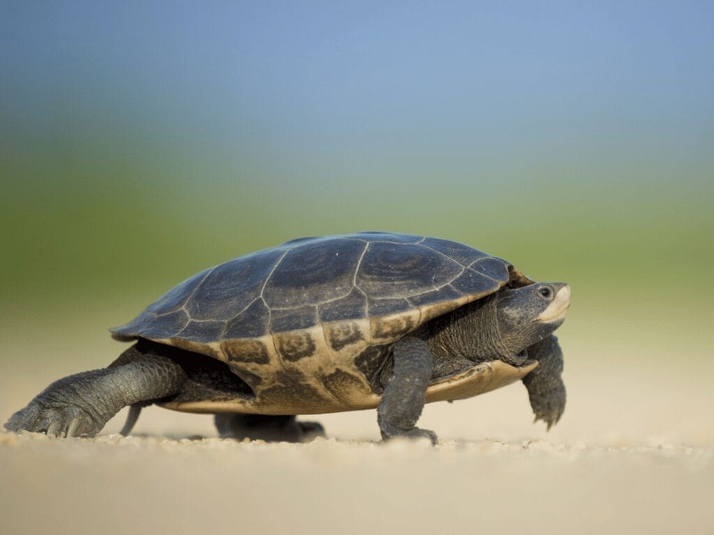 Why Is My Metabolism Slow?