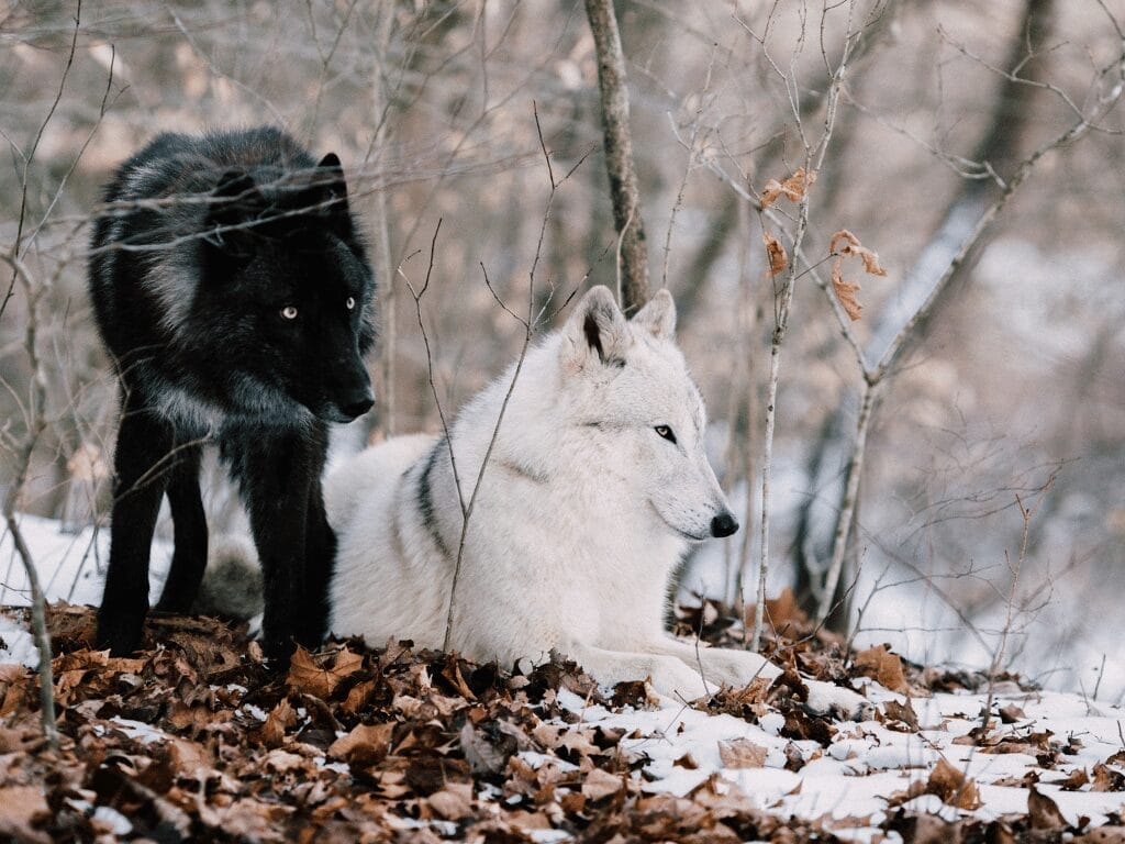 Two Wolves