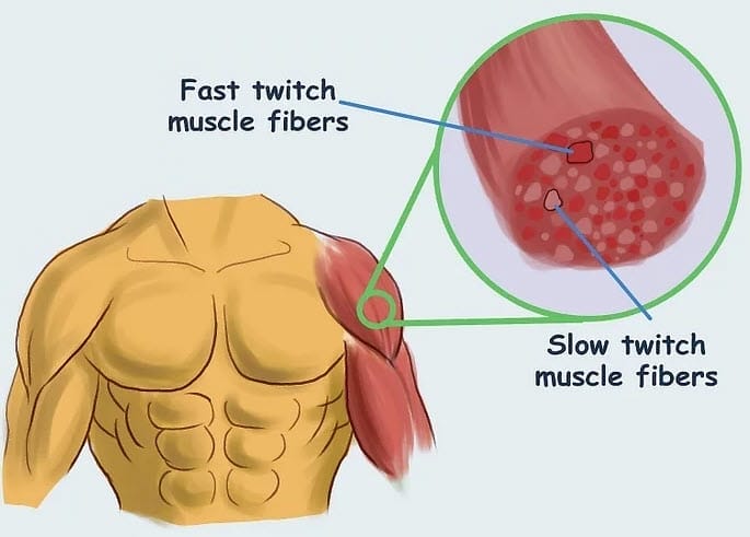 Fast Twitch Muscle Fibers
